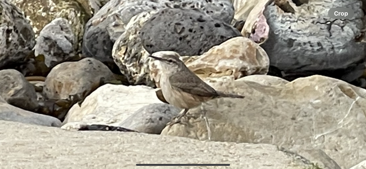 Rock Wren - ML628014178
