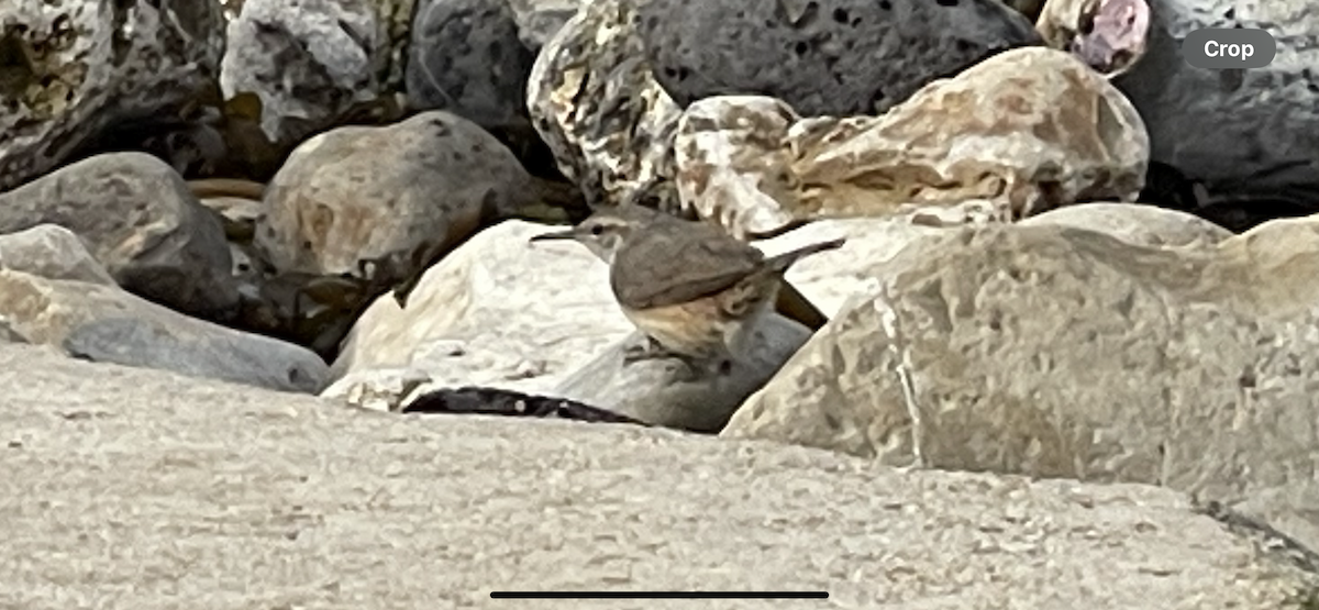 Rock Wren - ML628014179