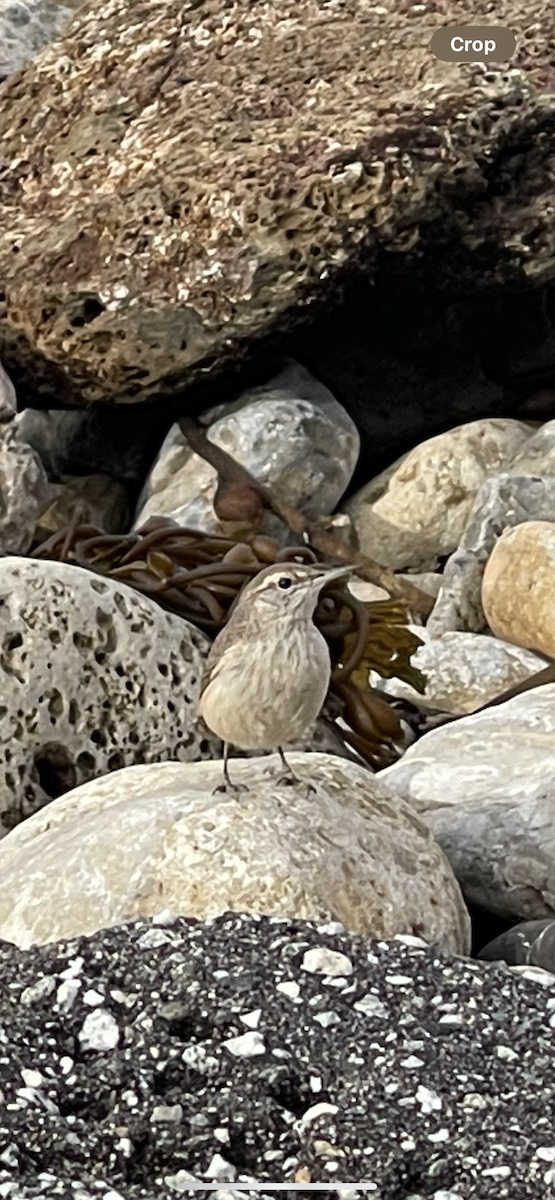 Rock Wren - ML628014180
