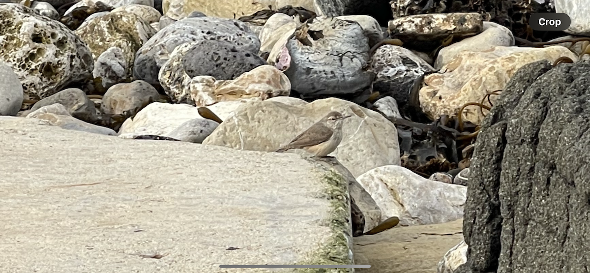 Rock Wren - ML628014181