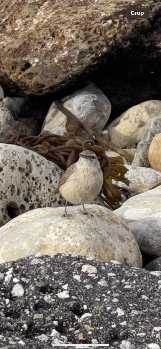 Rock Wren - ML628014182