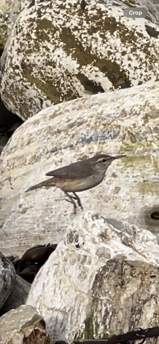 Rock Wren - ML628014183