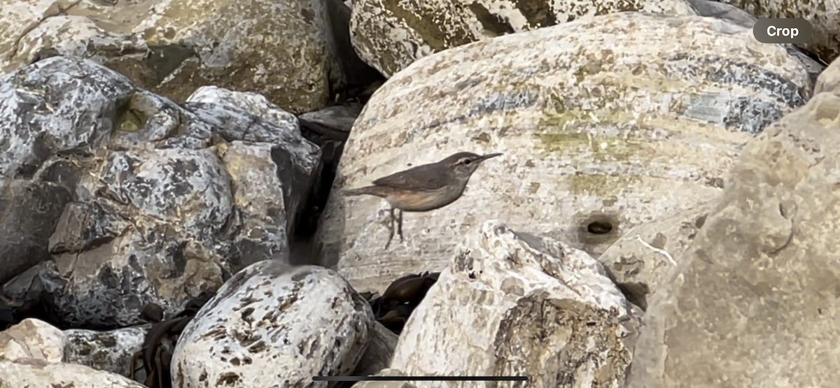 Rock Wren - ML628014184