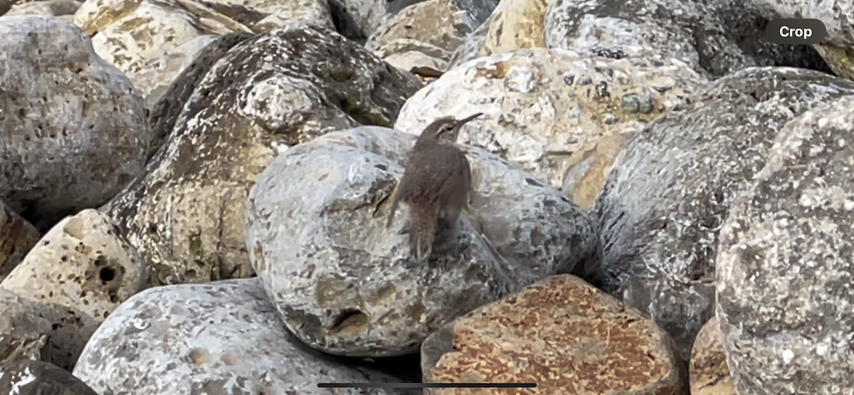 Rock Wren - ML628014185