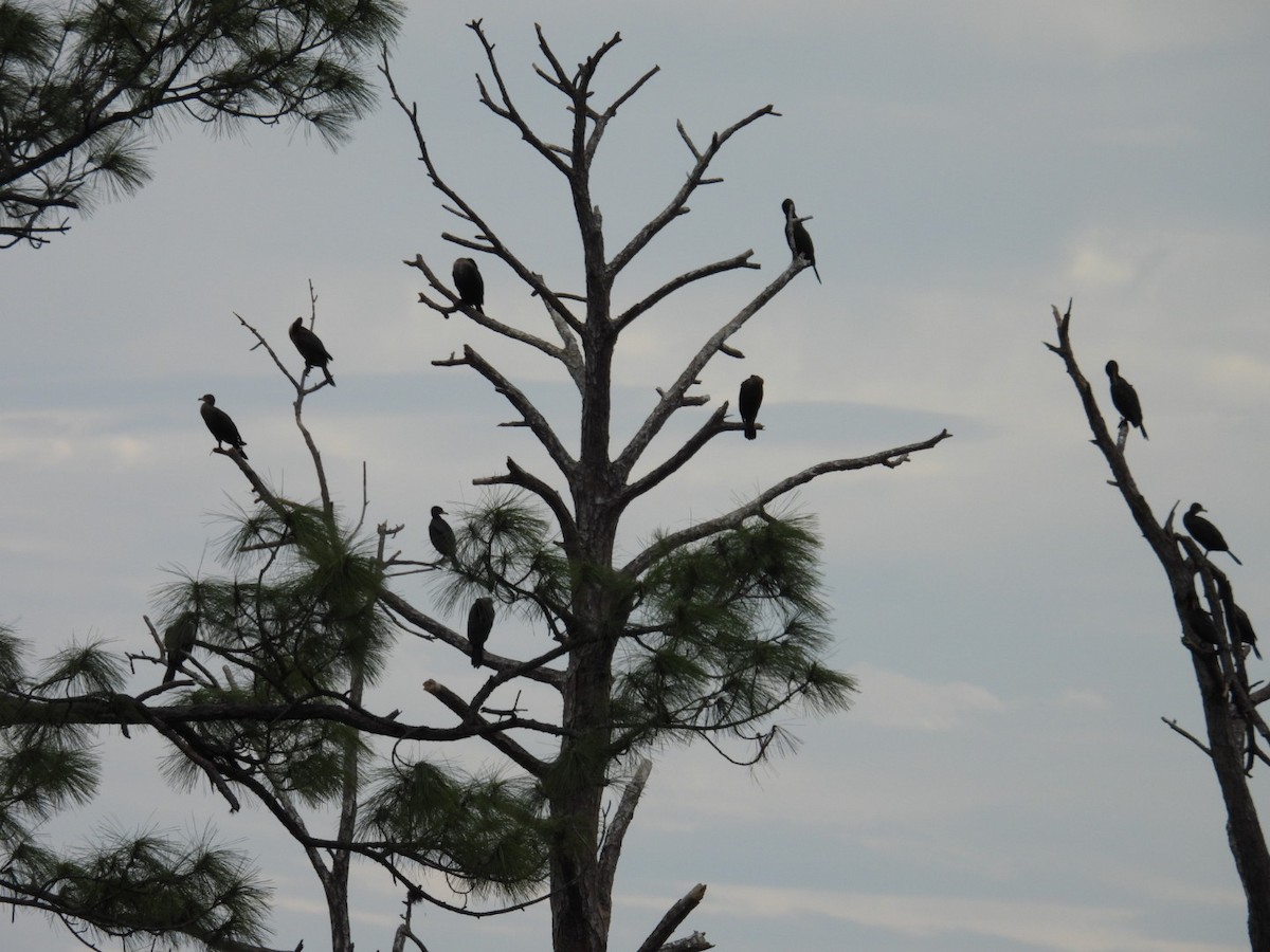 Double-crested Cormorant - ML628014209