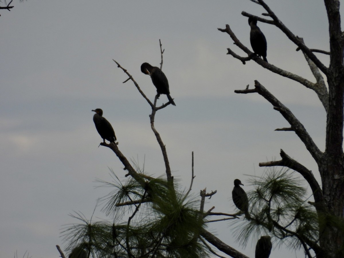 Double-crested Cormorant - ML628014210