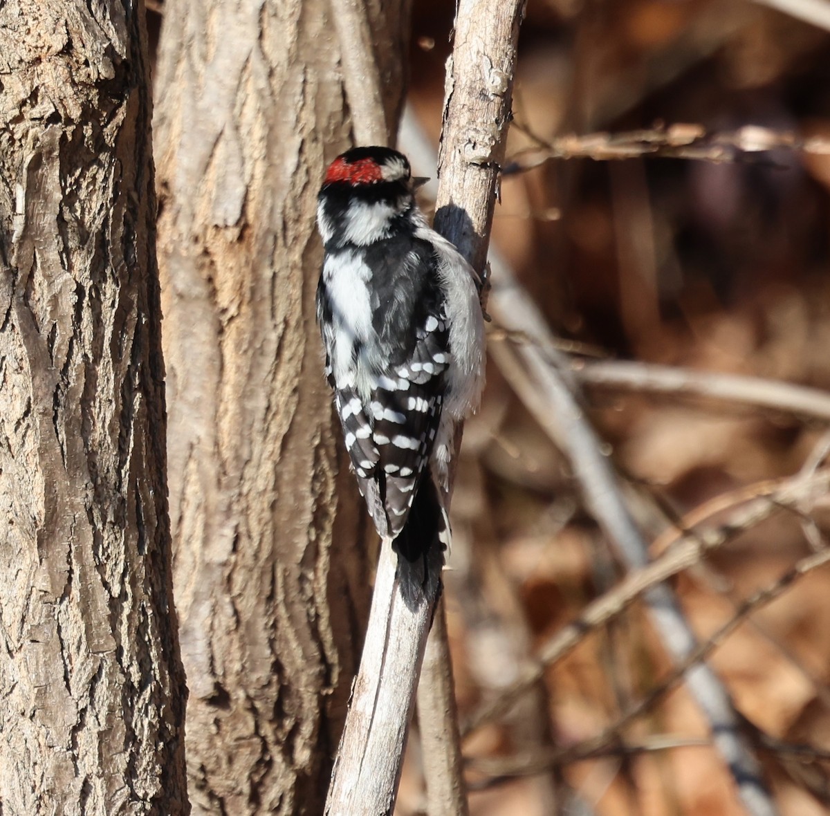 Downy Woodpecker - ML628014227