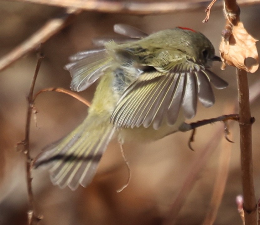 Ruby-crowned Kinglet - ML628014286