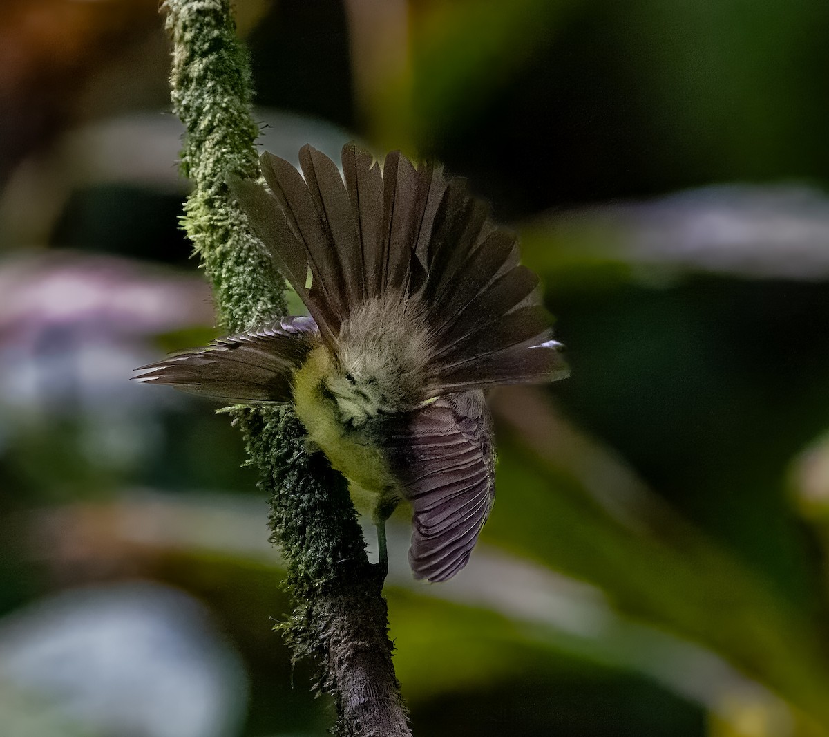 Sulphur-rumped Flycatcher - ML628014329