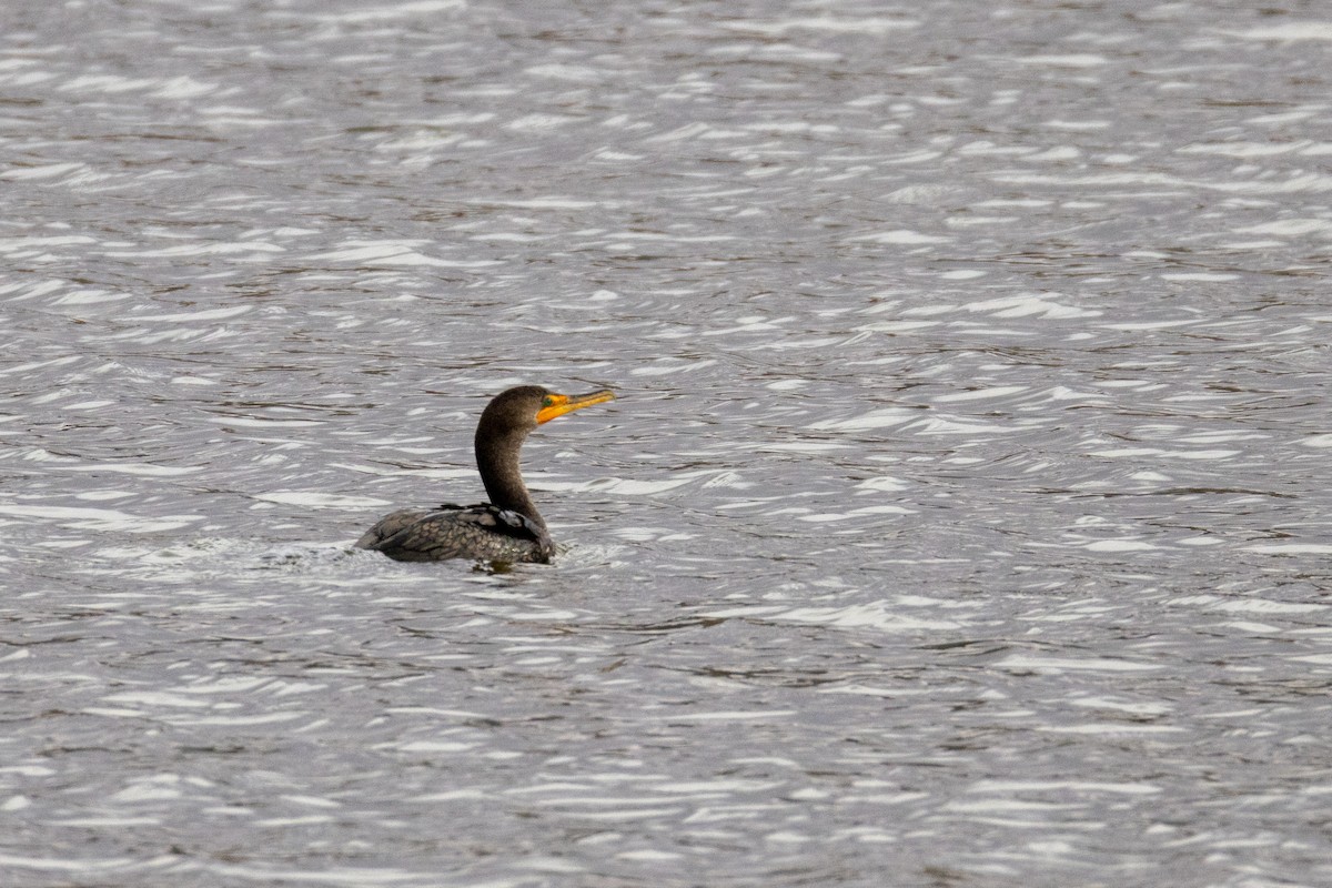 Double-crested Cormorant - ML628014335