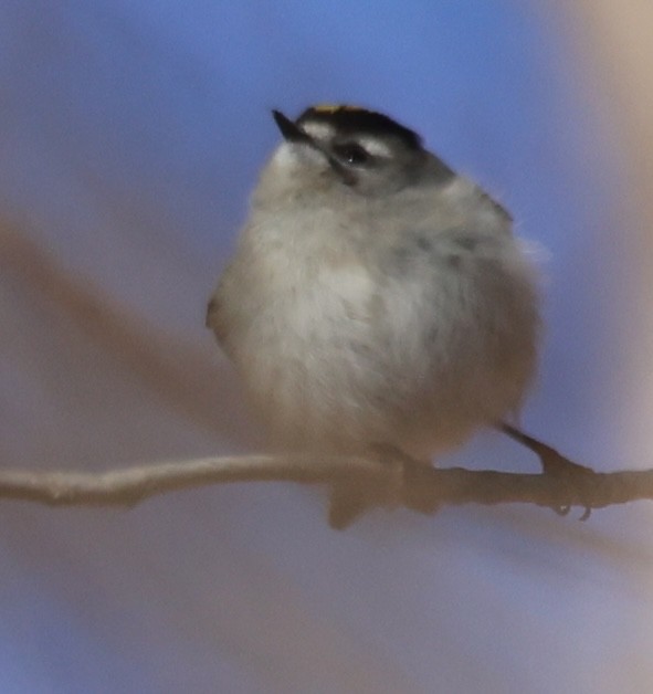 Golden-crowned Kinglet - ML628014344