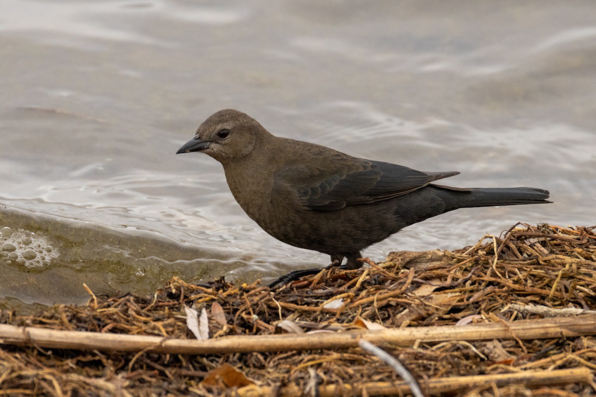 Brewer's Blackbird - ML628014383