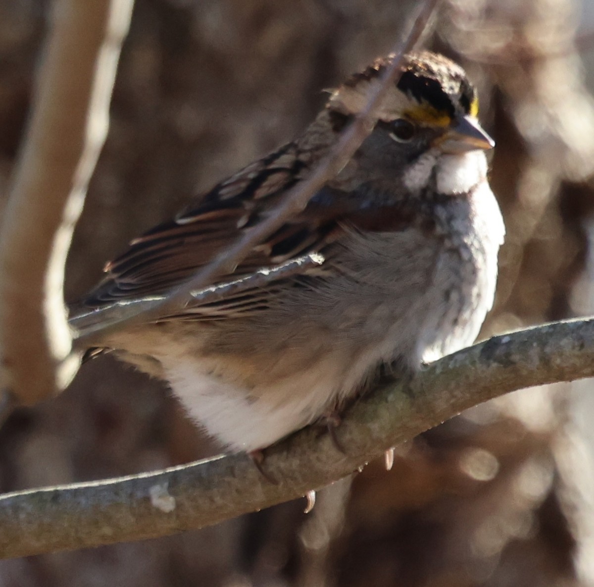 White-throated Sparrow - ML628014435