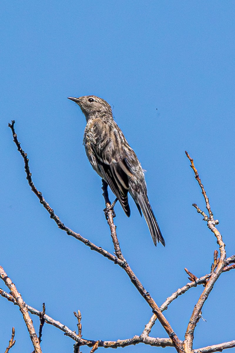 Townsend's Solitaire - ML628014508