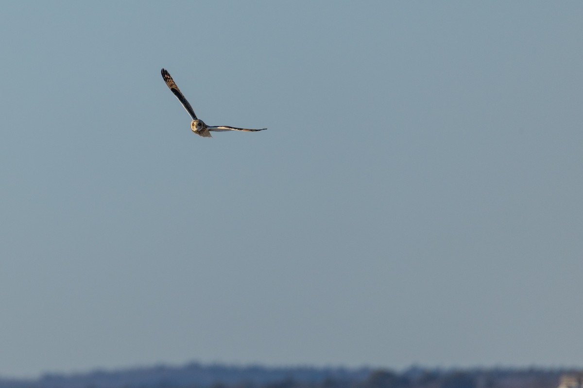 Short-eared Owl - ML628014581