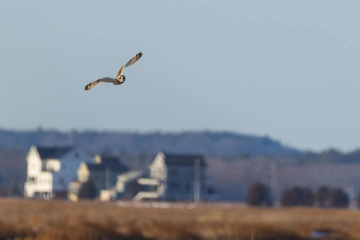 Short-eared Owl - ML628014585