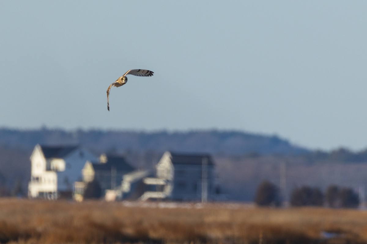 Short-eared Owl - ML628014586