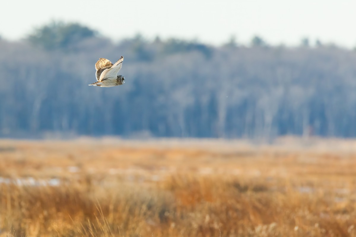 Short-eared Owl - ML628014587