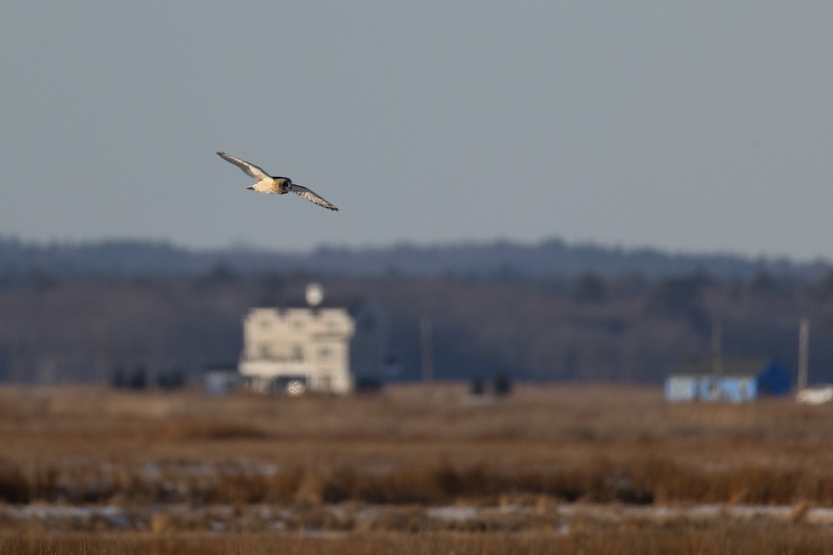 Short-eared Owl - ML628014588