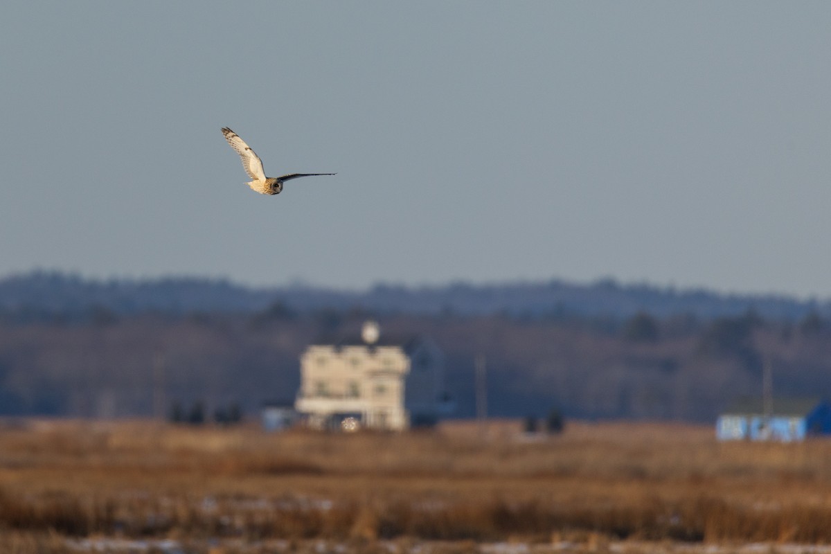 Short-eared Owl - ML628014589