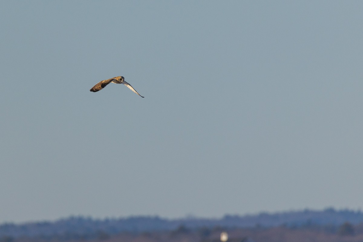 Short-eared Owl - ML628014590