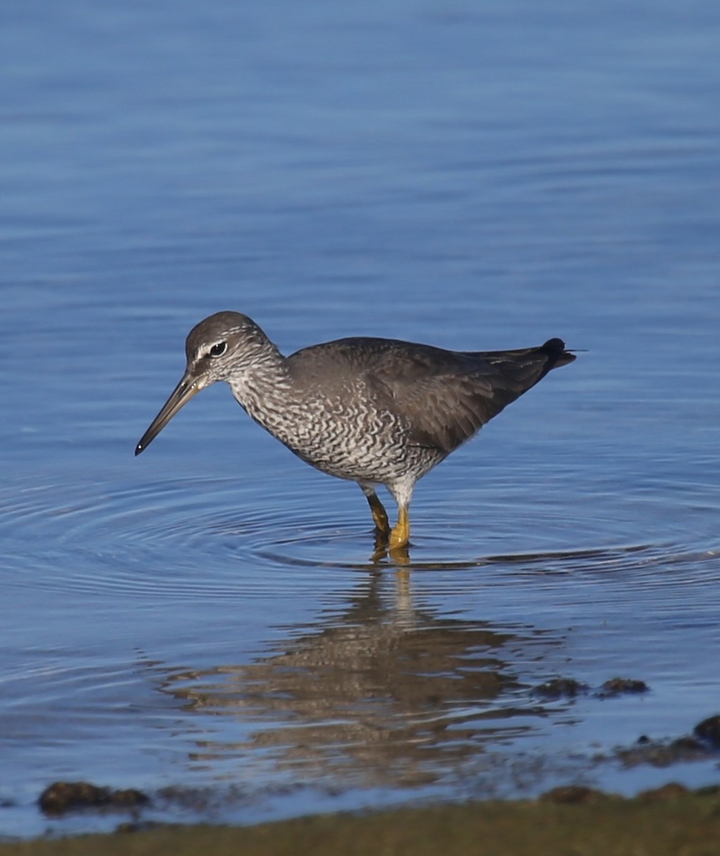 Wandering Tattler - ML62801461