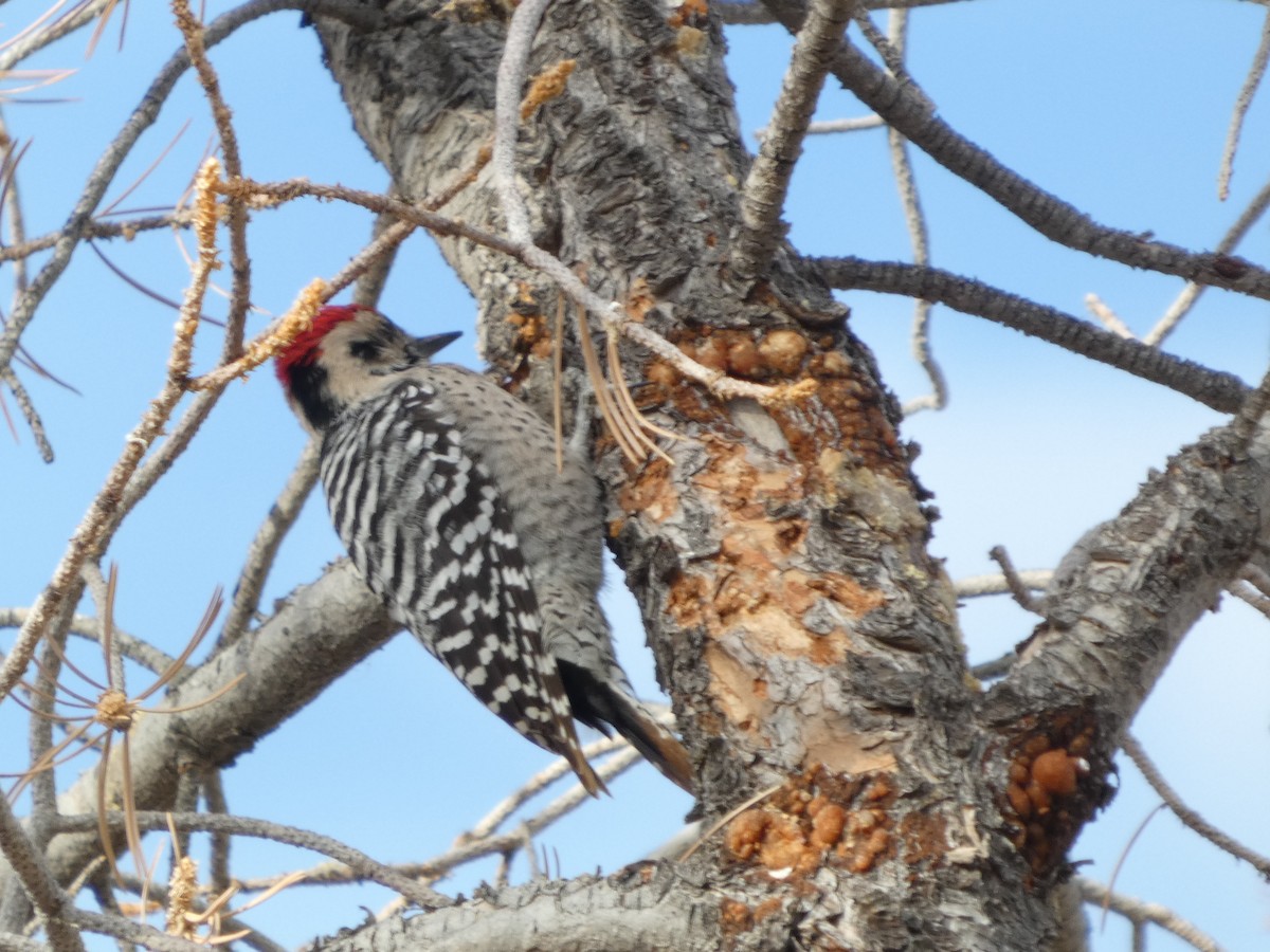 Ladder-backed Woodpecker - ML628014672