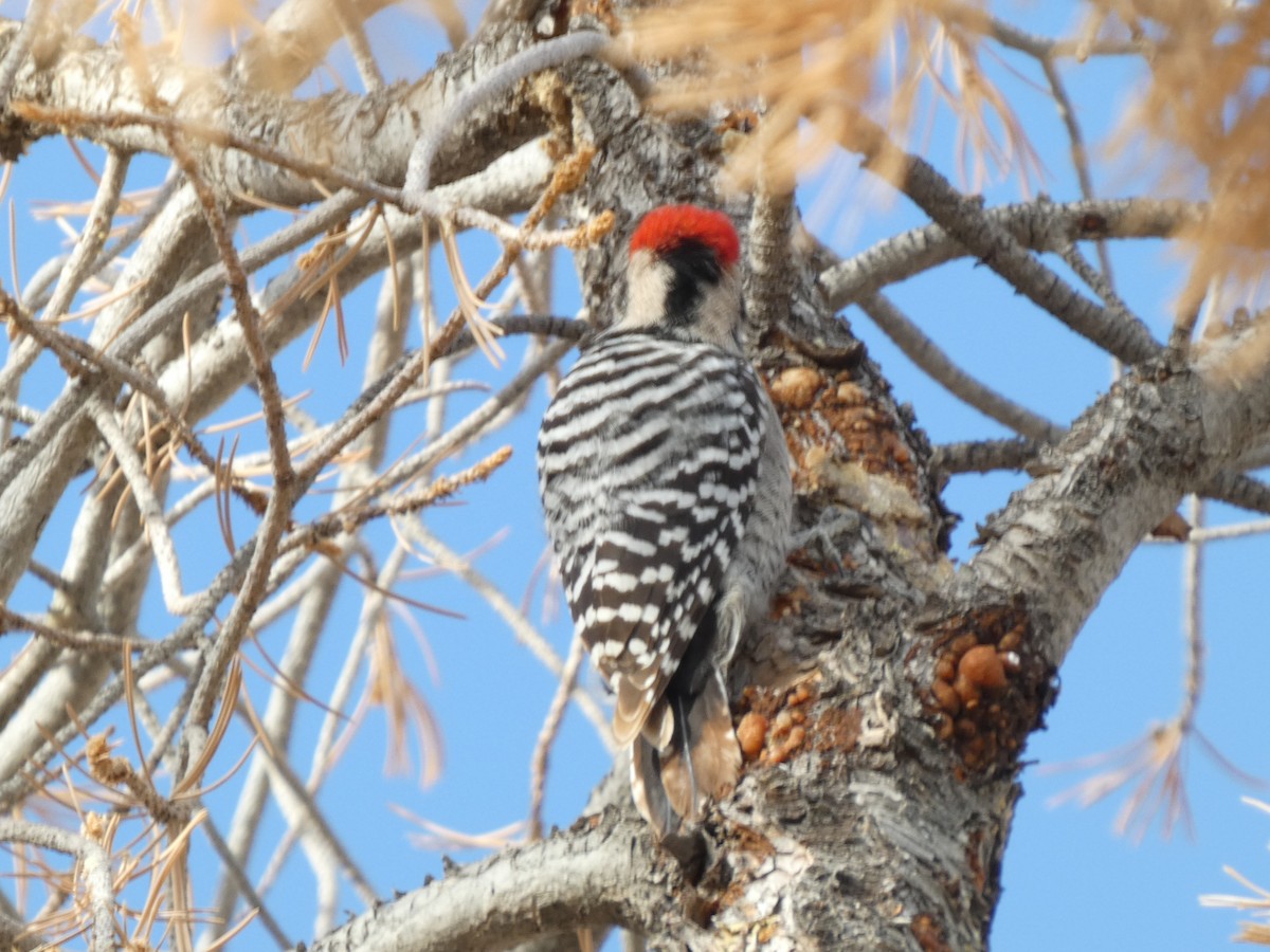 Ladder-backed Woodpecker - ML628014673