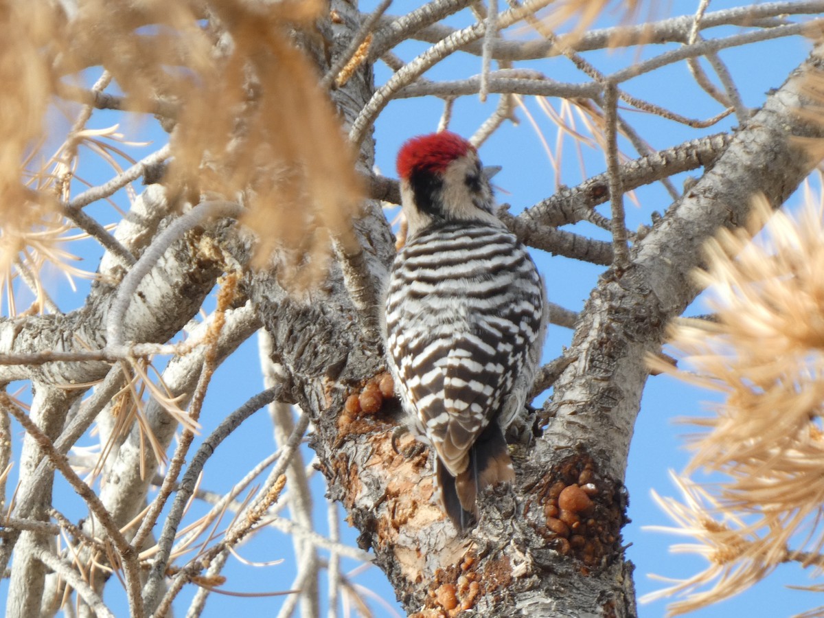 Ladder-backed Woodpecker - ML628014675