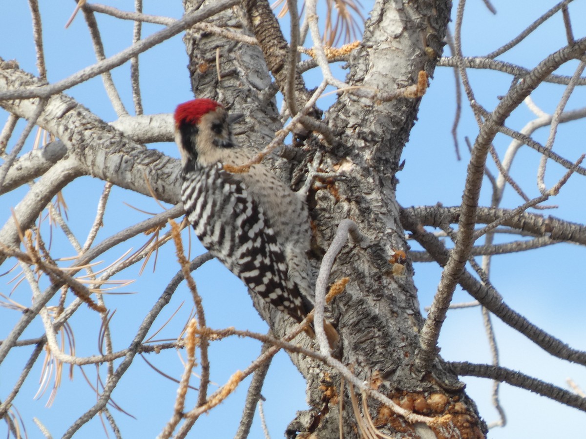 Ladder-backed Woodpecker - ML628014676