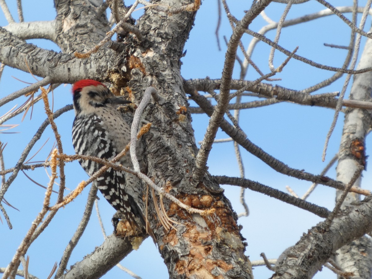 Ladder-backed Woodpecker - ML628014677