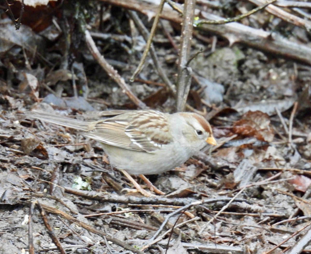 White-crowned Sparrow - ML628014728