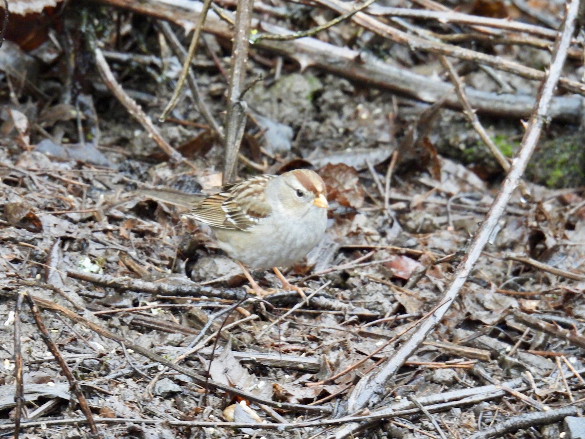 White-crowned Sparrow - ML628014729