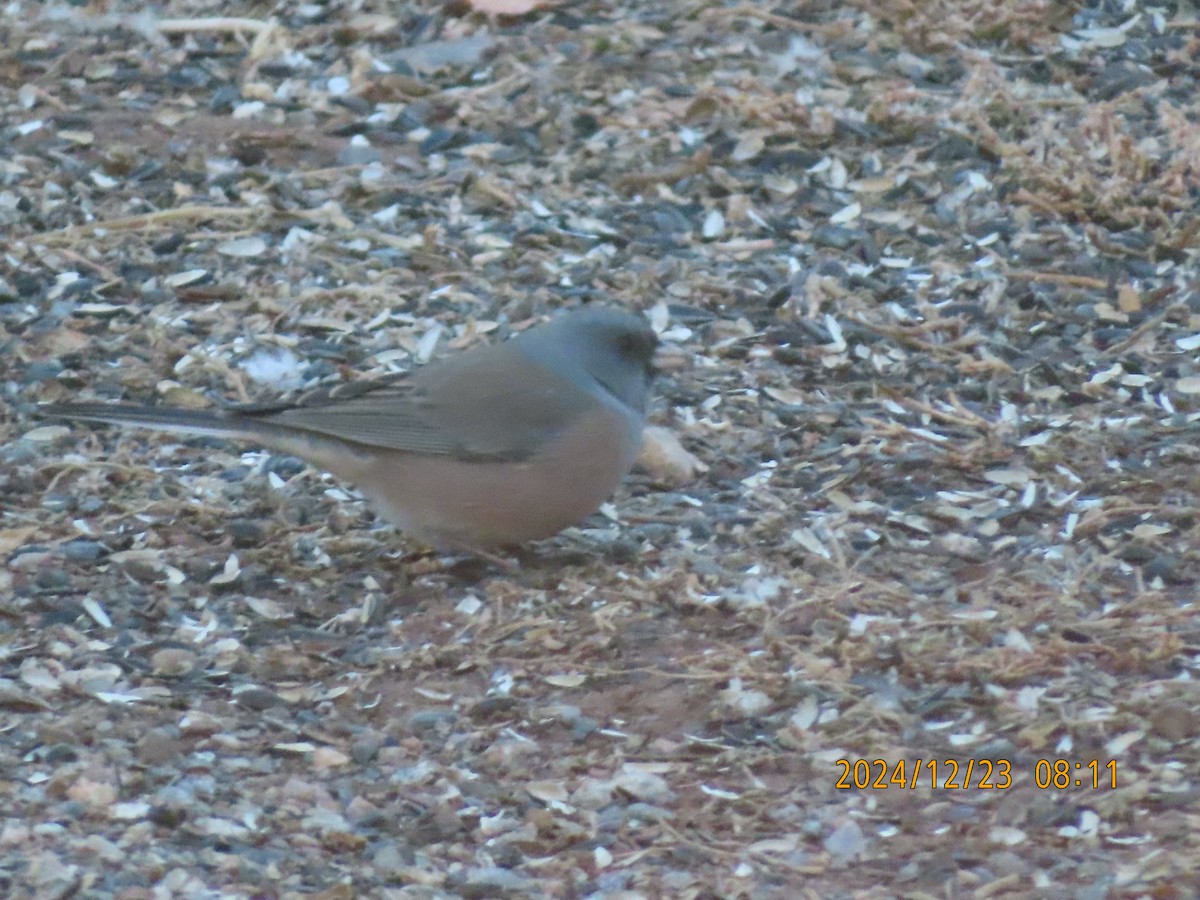 Dark-eyed Junco (Pink-sided) - ML628014737