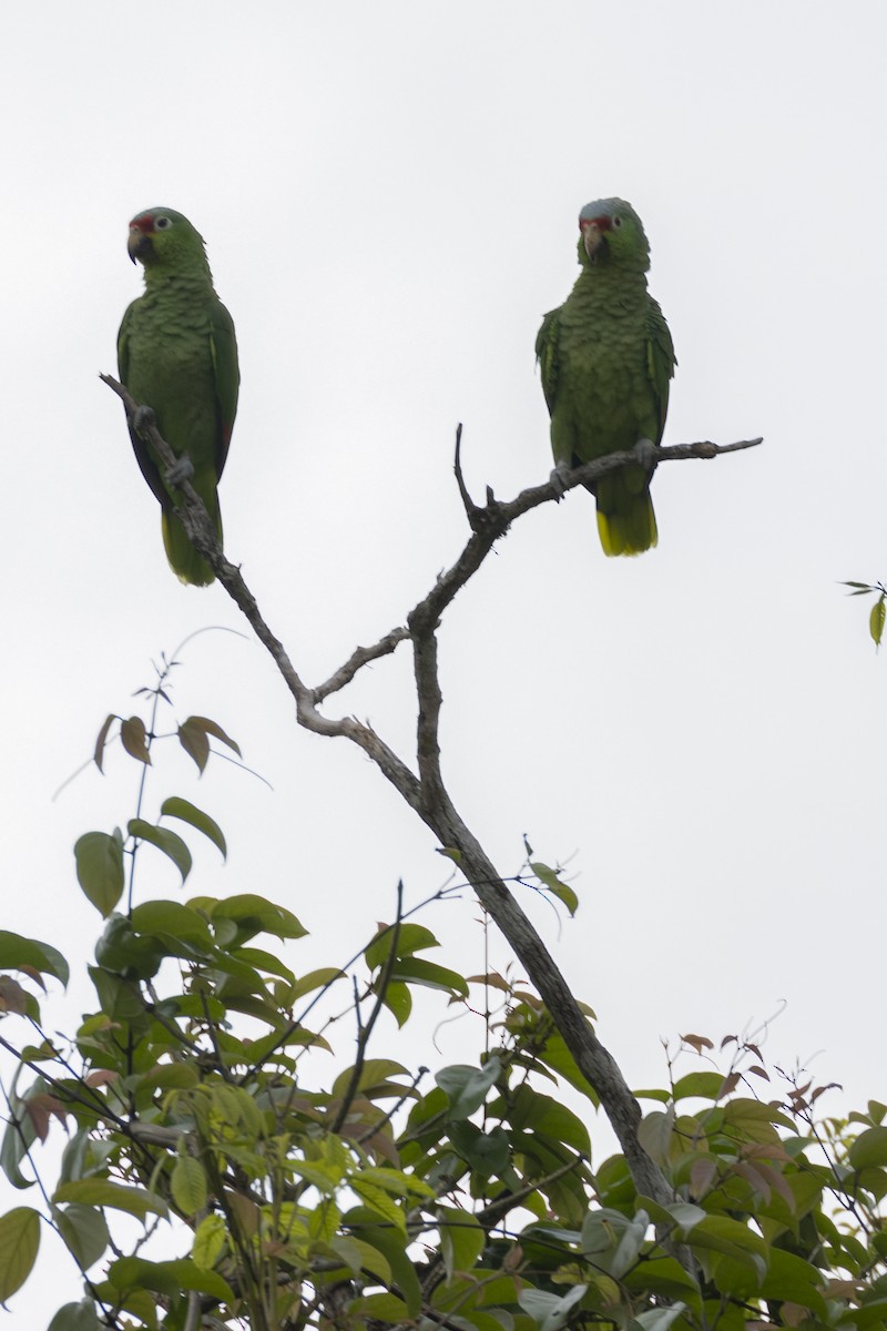 Red-lored Amazon - ML628014741