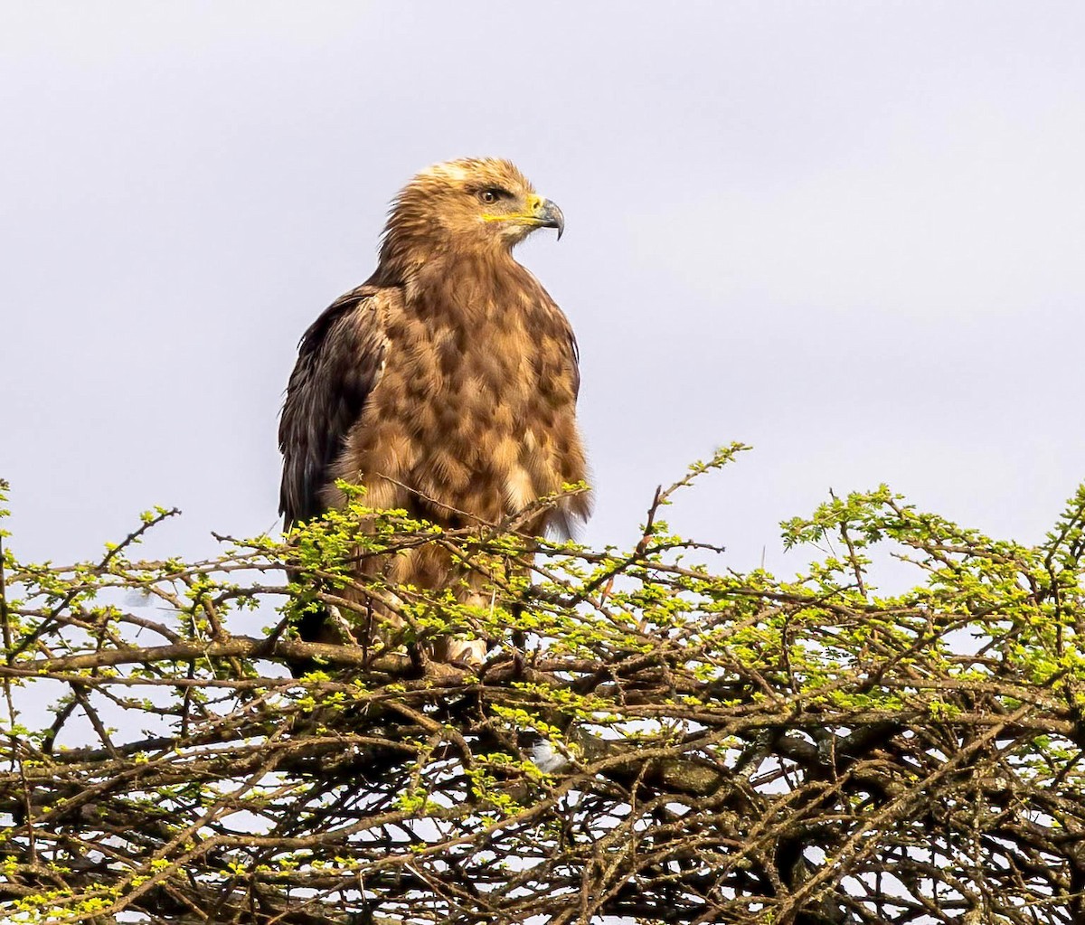 Tawny Eagle - ML628014757