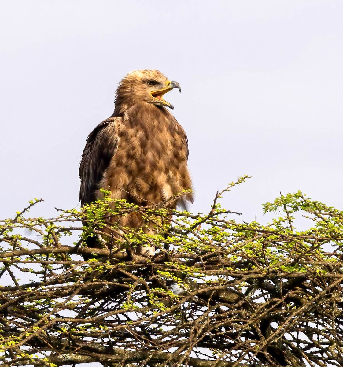 Tawny Eagle - ML628014758