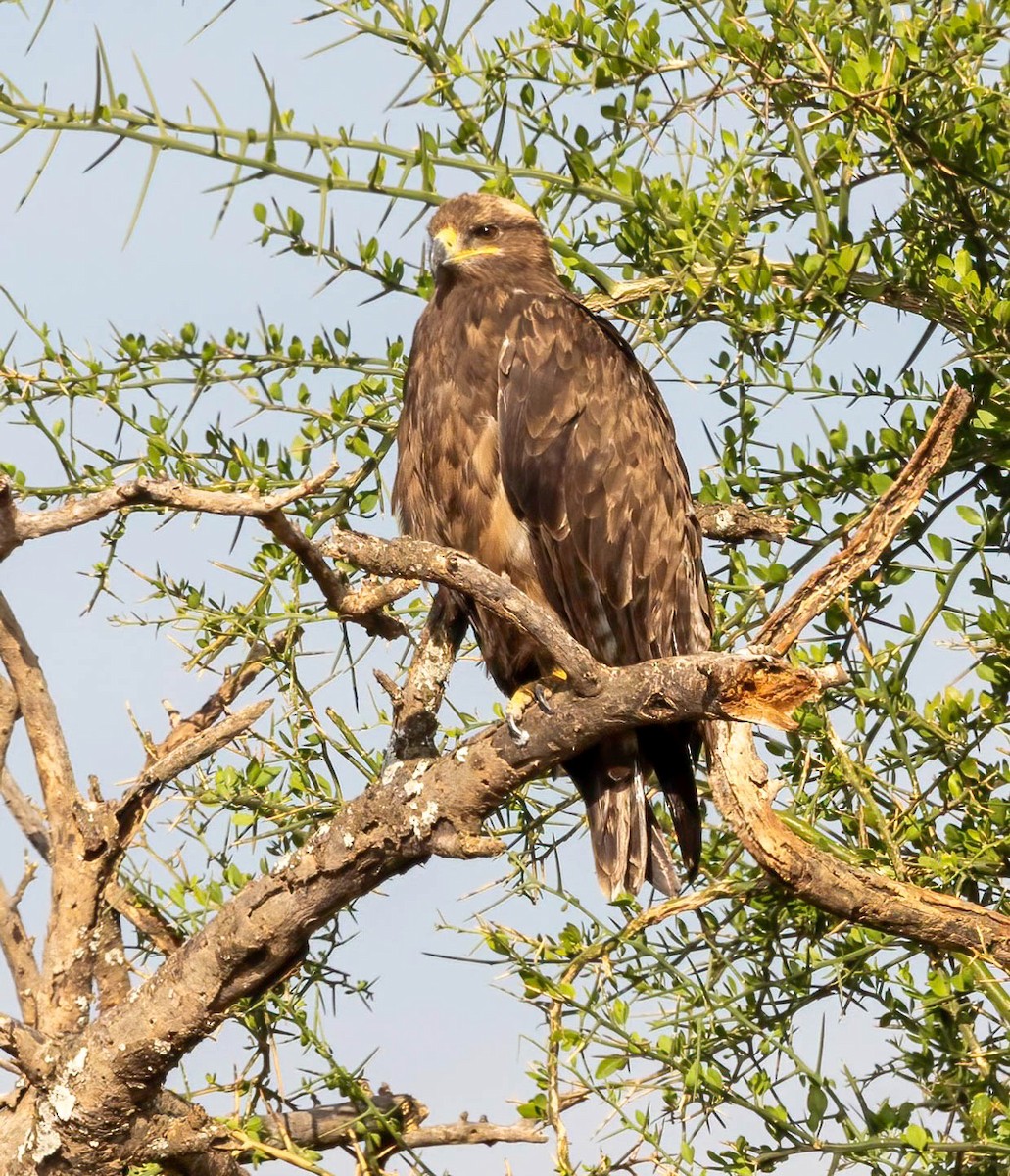 Tawny Eagle - ML628014769