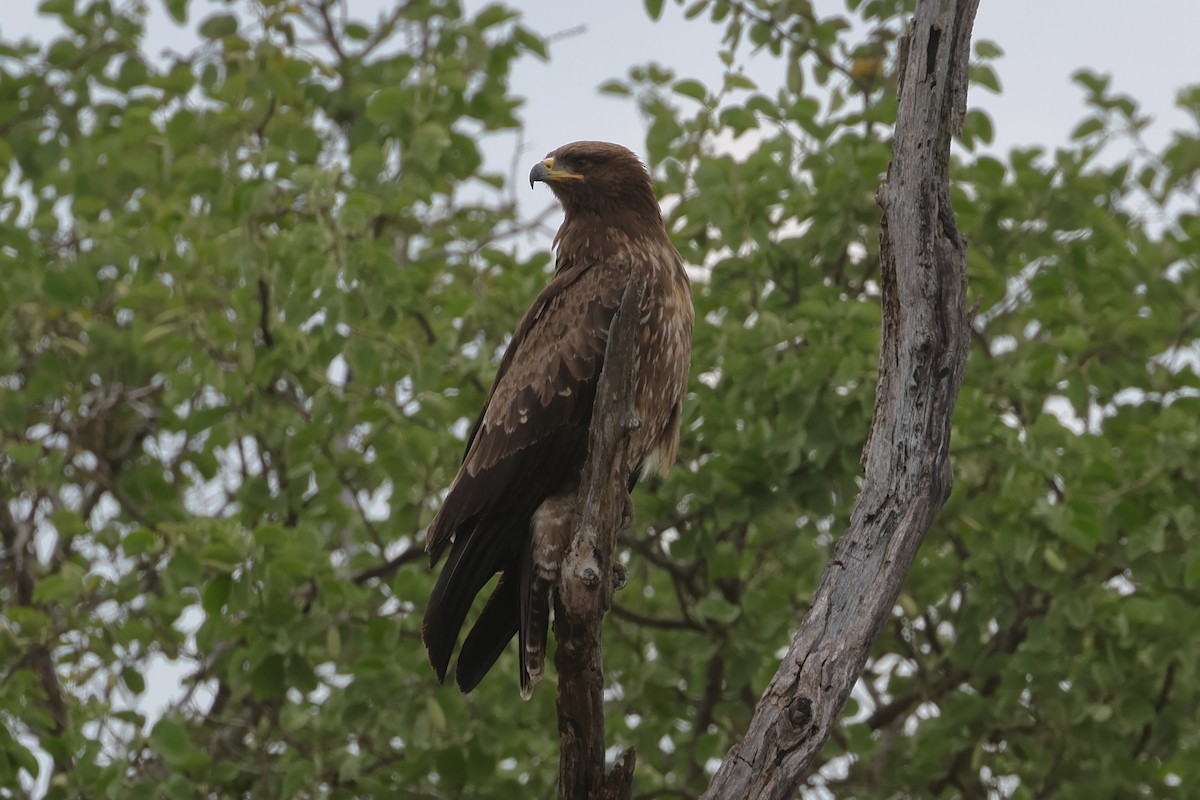 Lesser Spotted Eagle - ML628014819