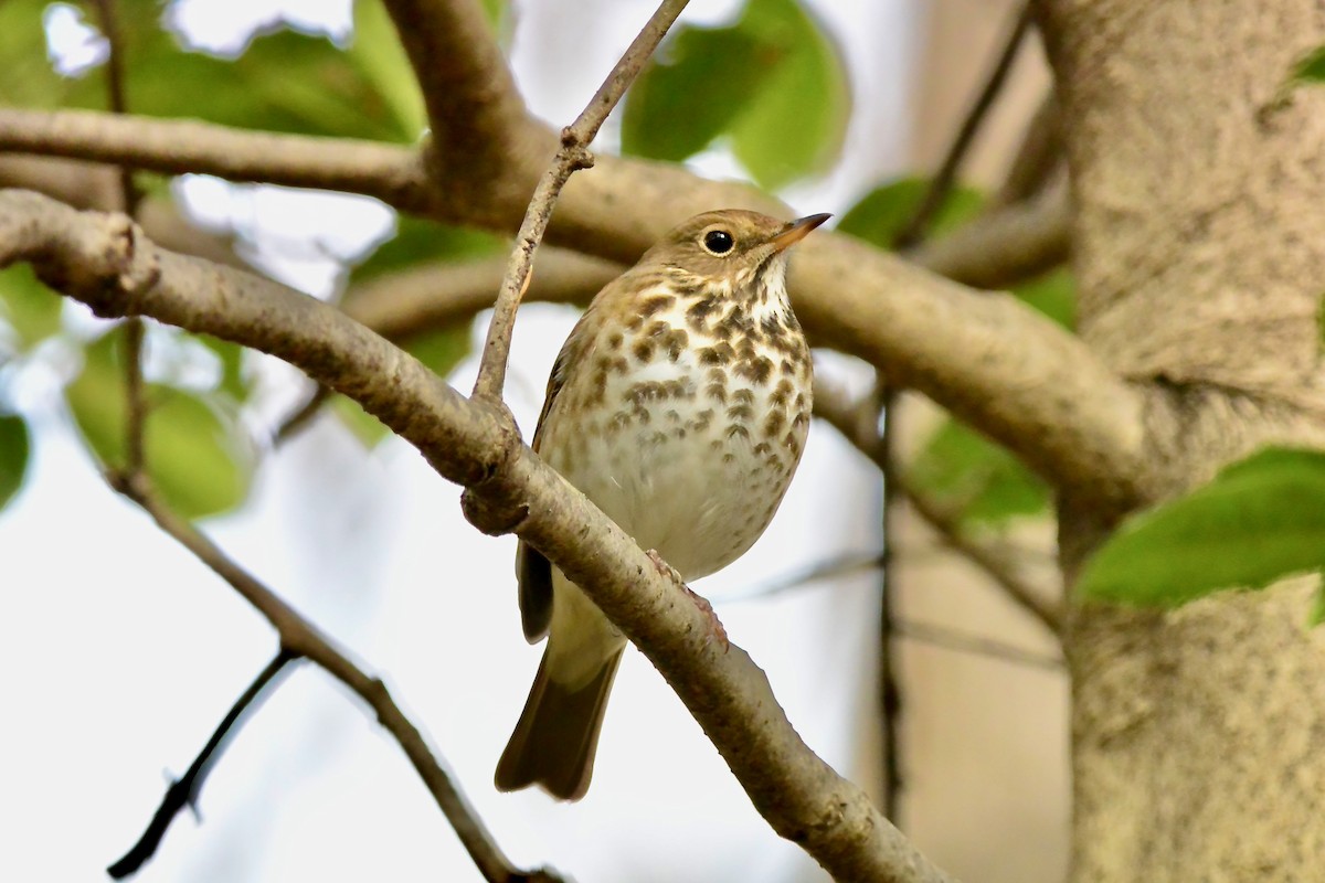 Hermit Thrush - ML628014861