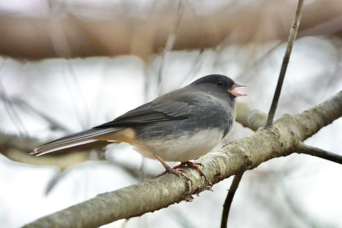 Dark-eyed Junco - ML628014868