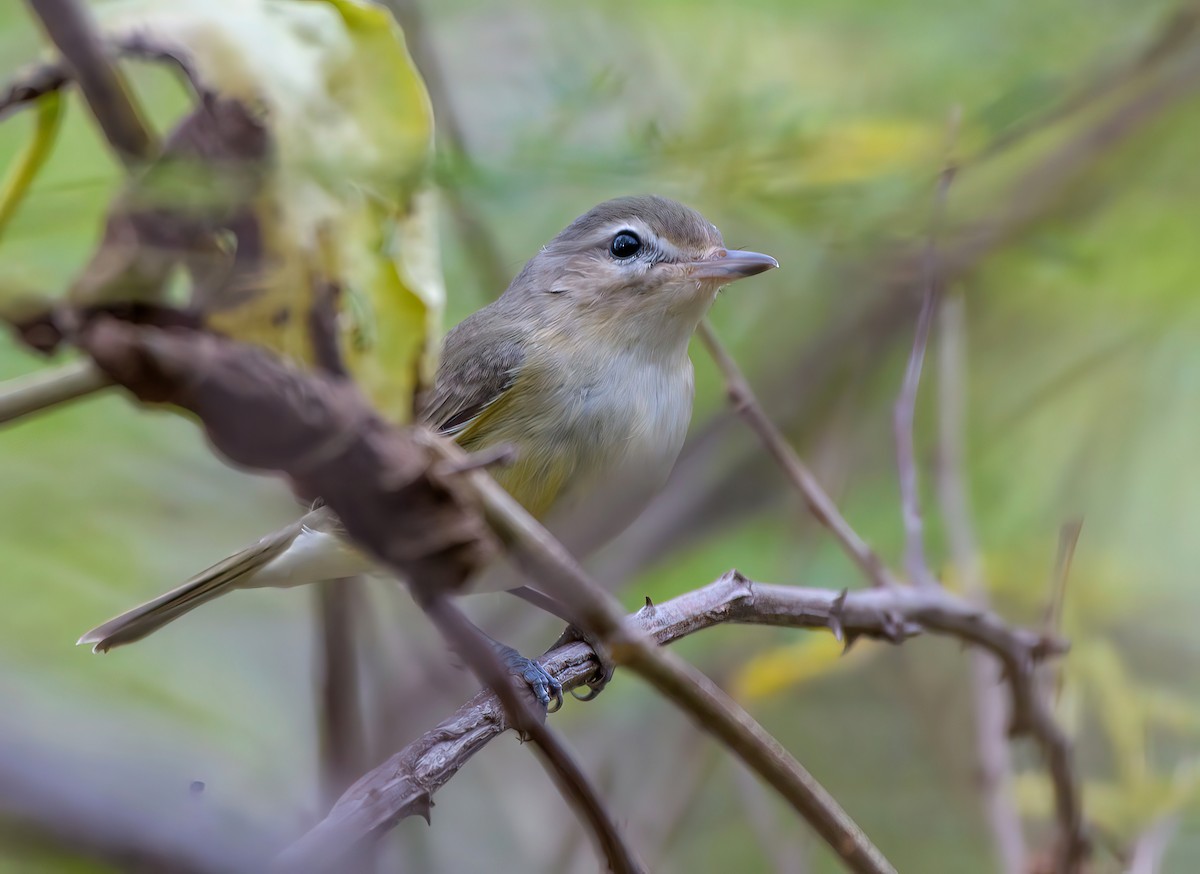Eastern/Western Warbling Vireo - ML628014886