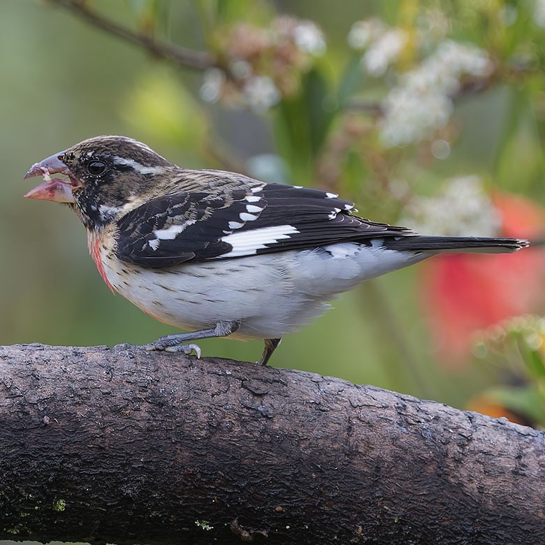 Rose-breasted Grosbeak - ML628014897