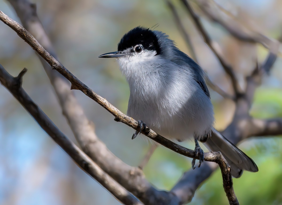 White-lored Gnatcatcher - ML628014899