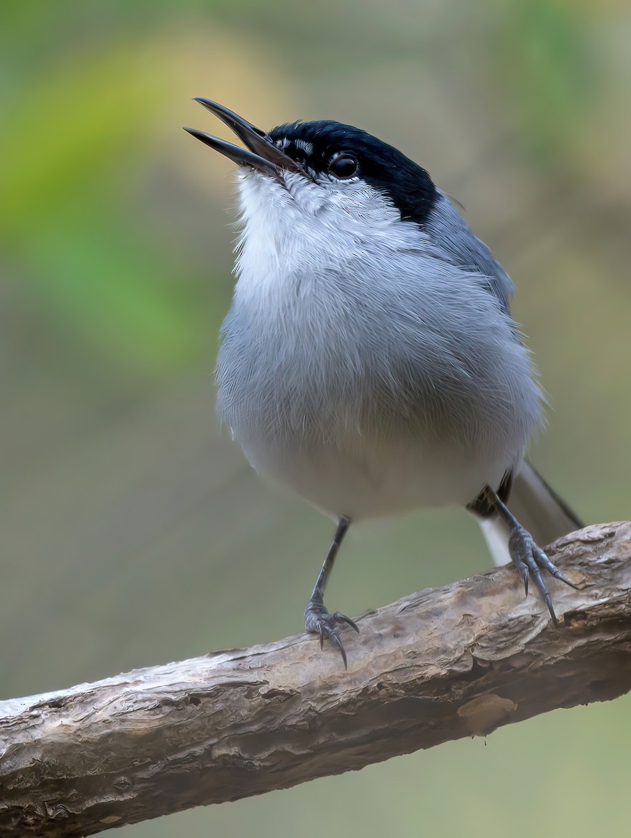 White-lored Gnatcatcher - ML628014900