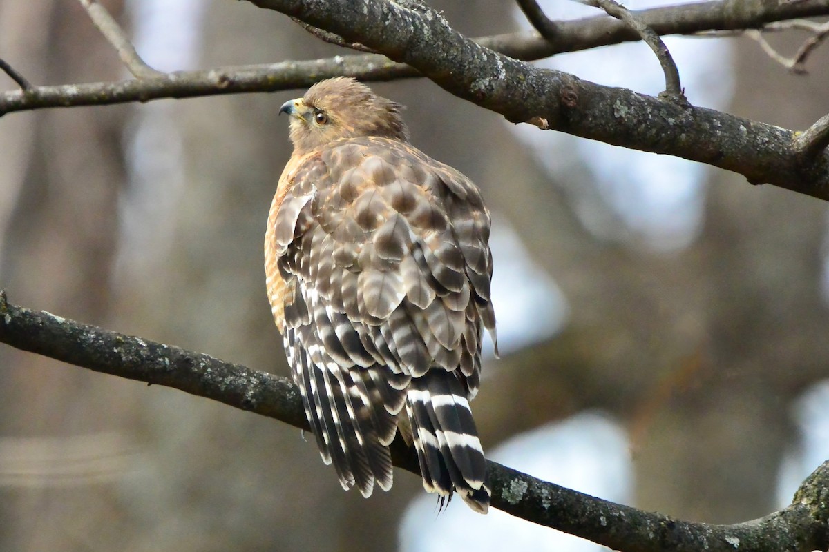 Red-shouldered Hawk - ML628014902