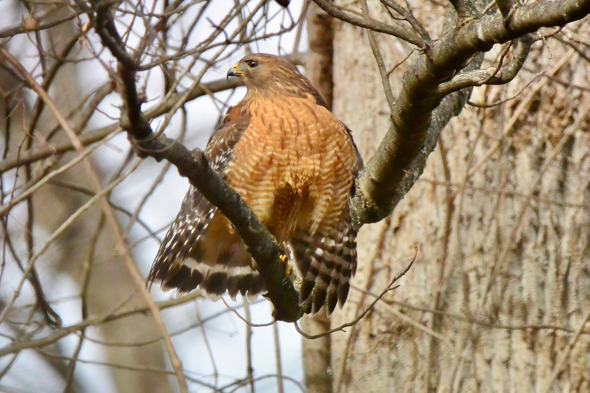 Red-shouldered Hawk - ML628014903