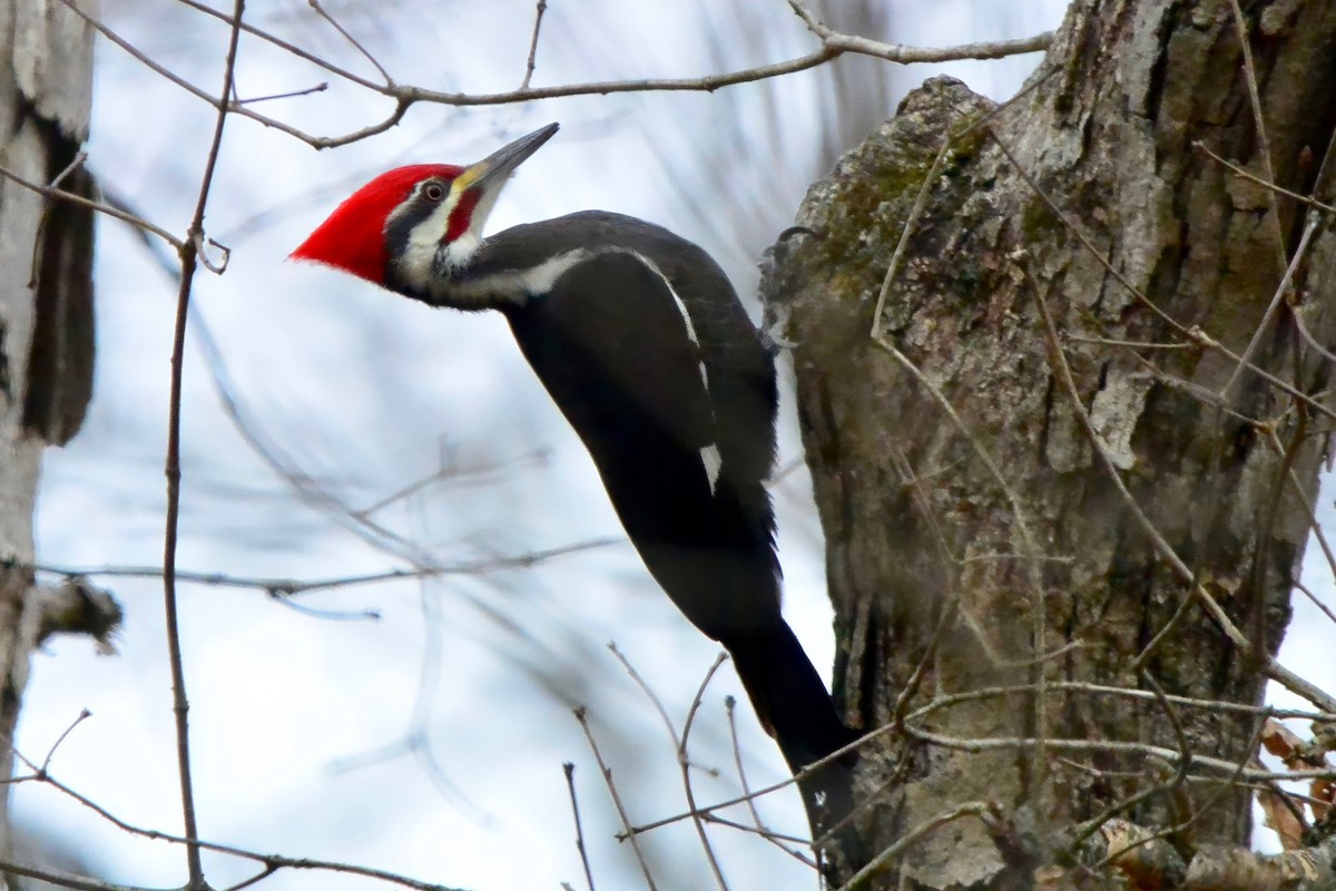 Pileated Woodpecker - ML628014905