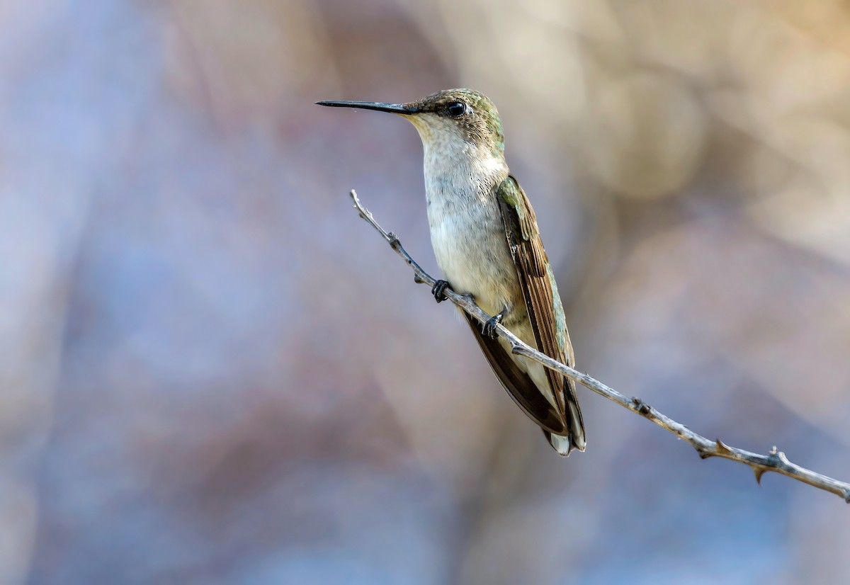 Ruby-throated Hummingbird - ML628014906