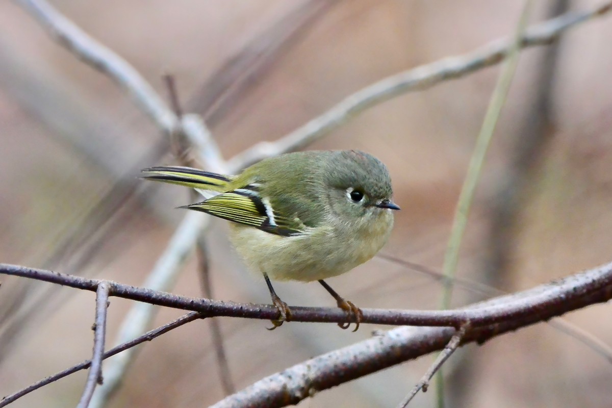 Ruby-crowned Kinglet - ML628014924